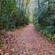 Wet leaves make the road surprisingly slick.